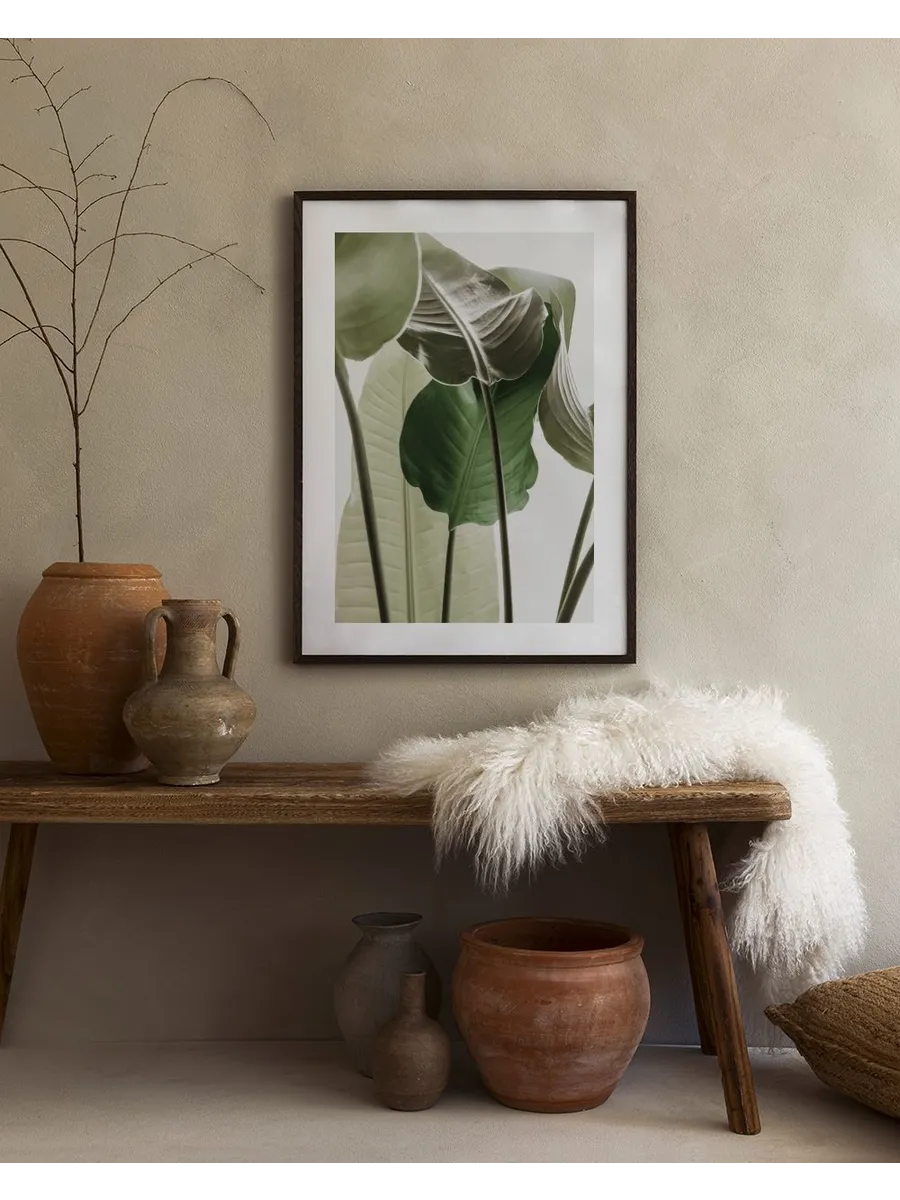 Strelitzia Plant No1
