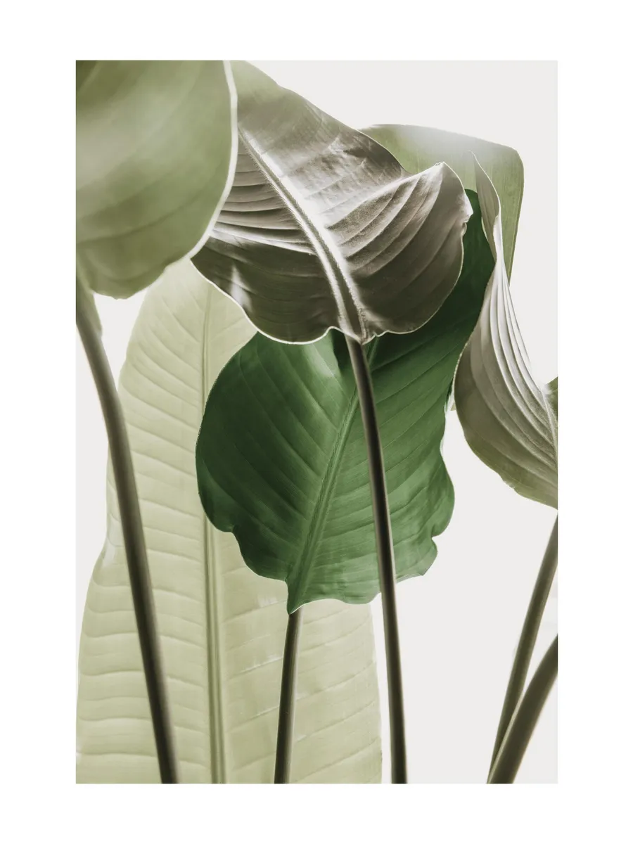 Strelitzia Plant No1