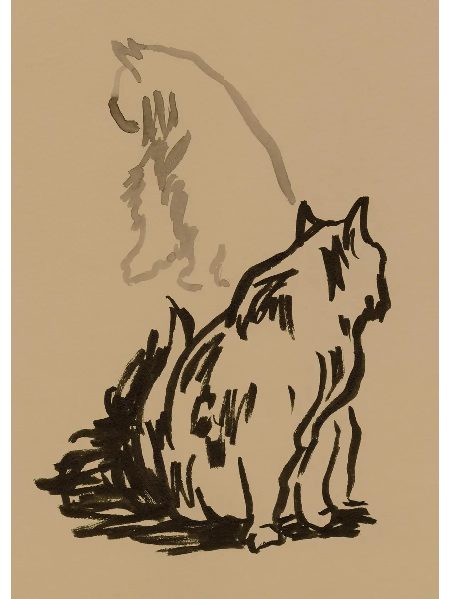 Study of Cat