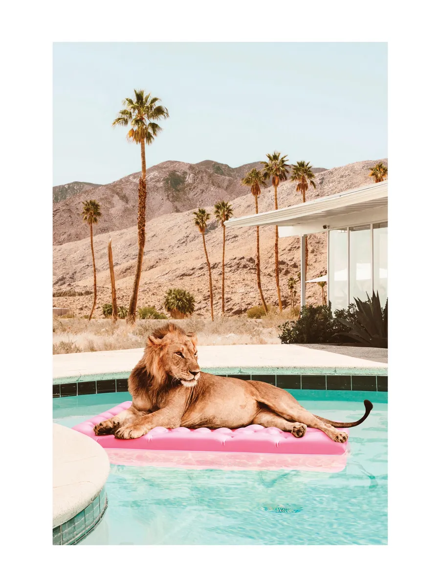 Sunbathing Lion