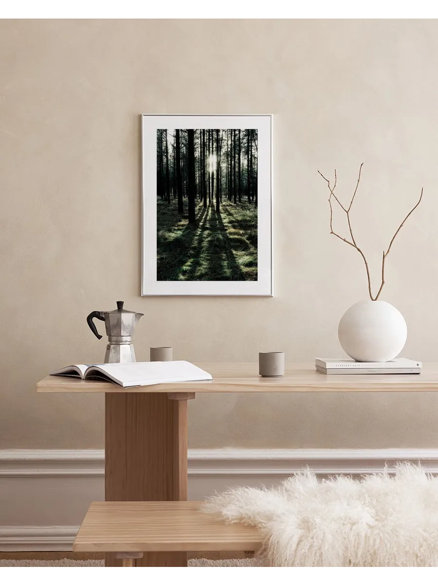 Sunlight in Forest