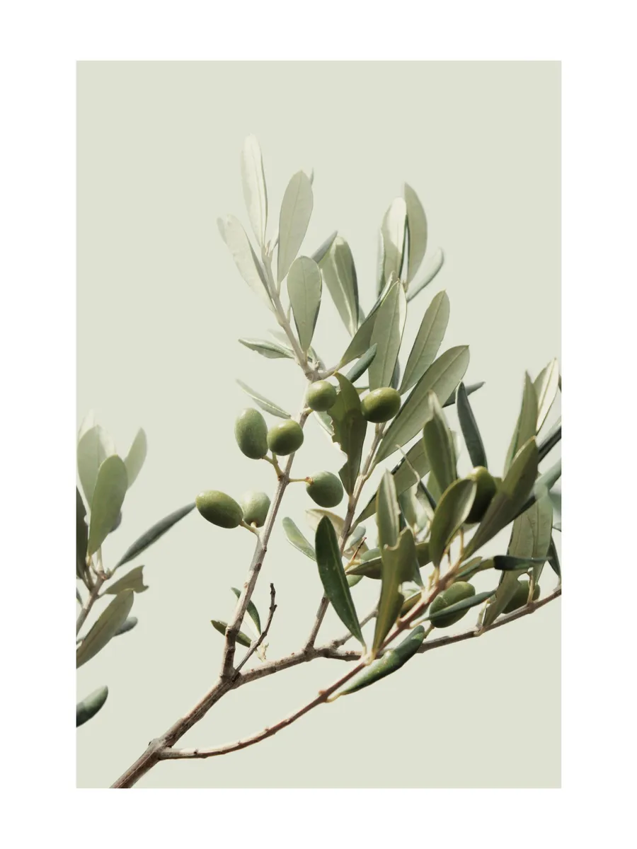 Sunny Olive Branch