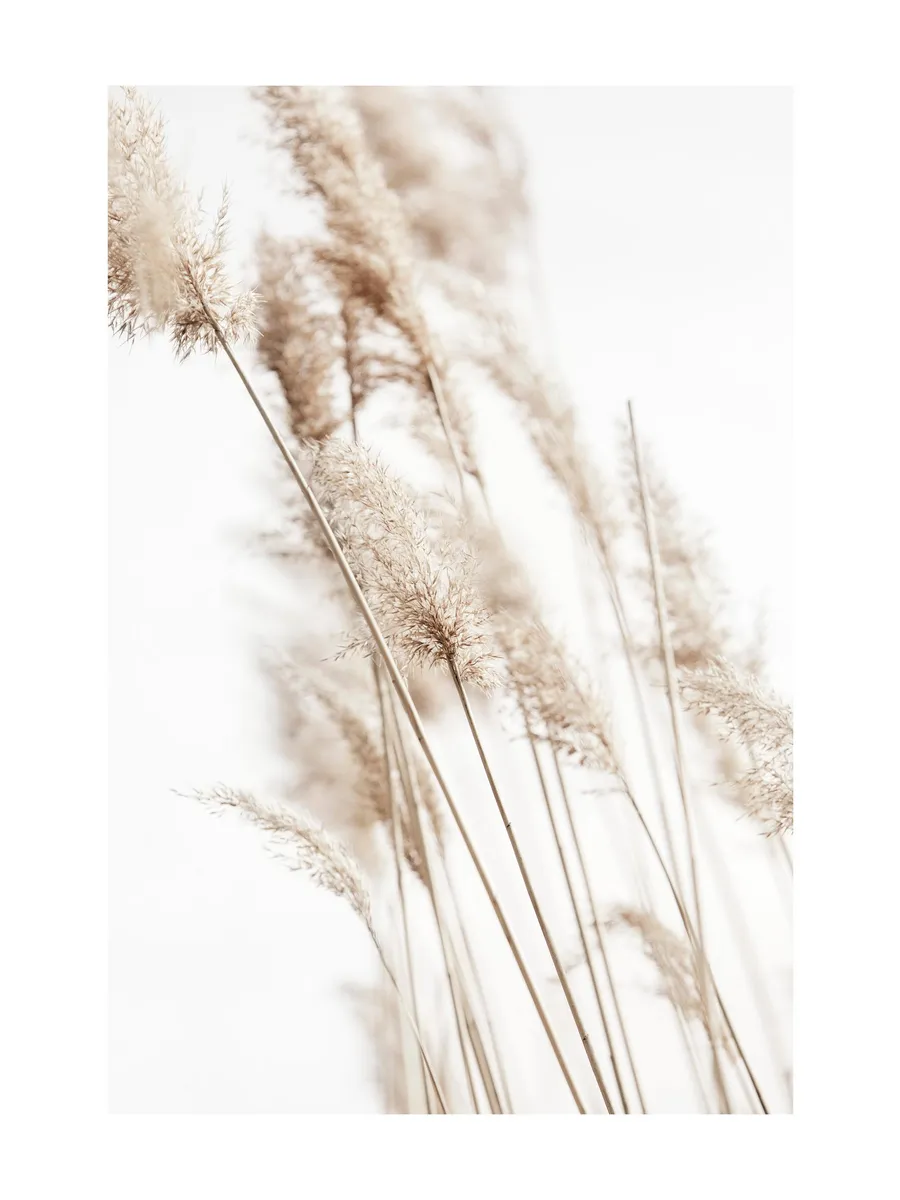 Sunny Reeds No2