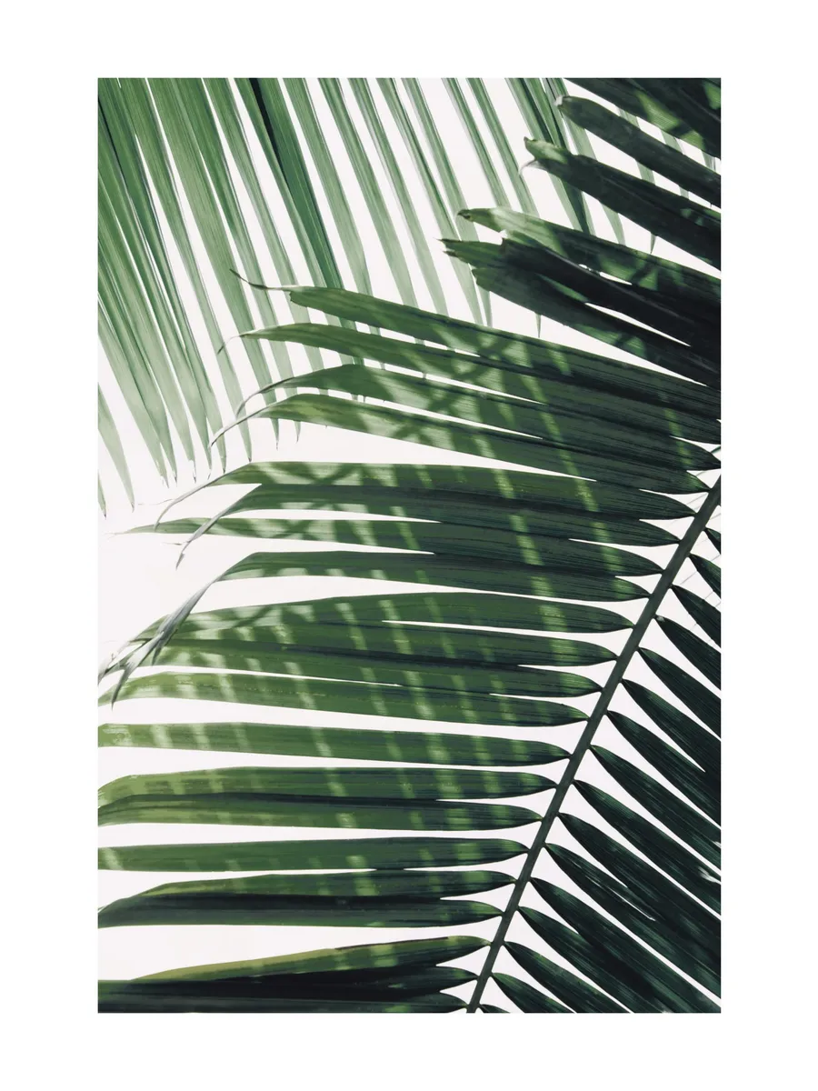 Sunray Palm