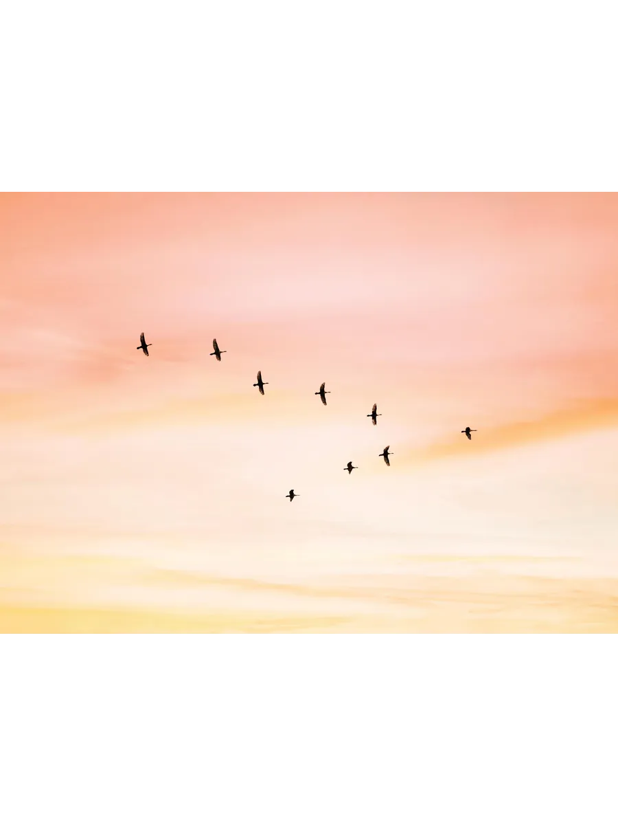 Sunset Birds