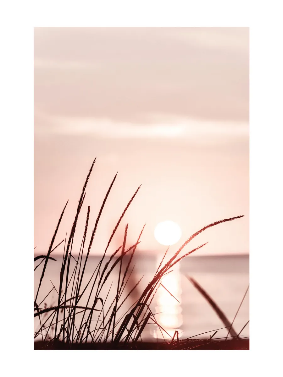 Sunset Grass