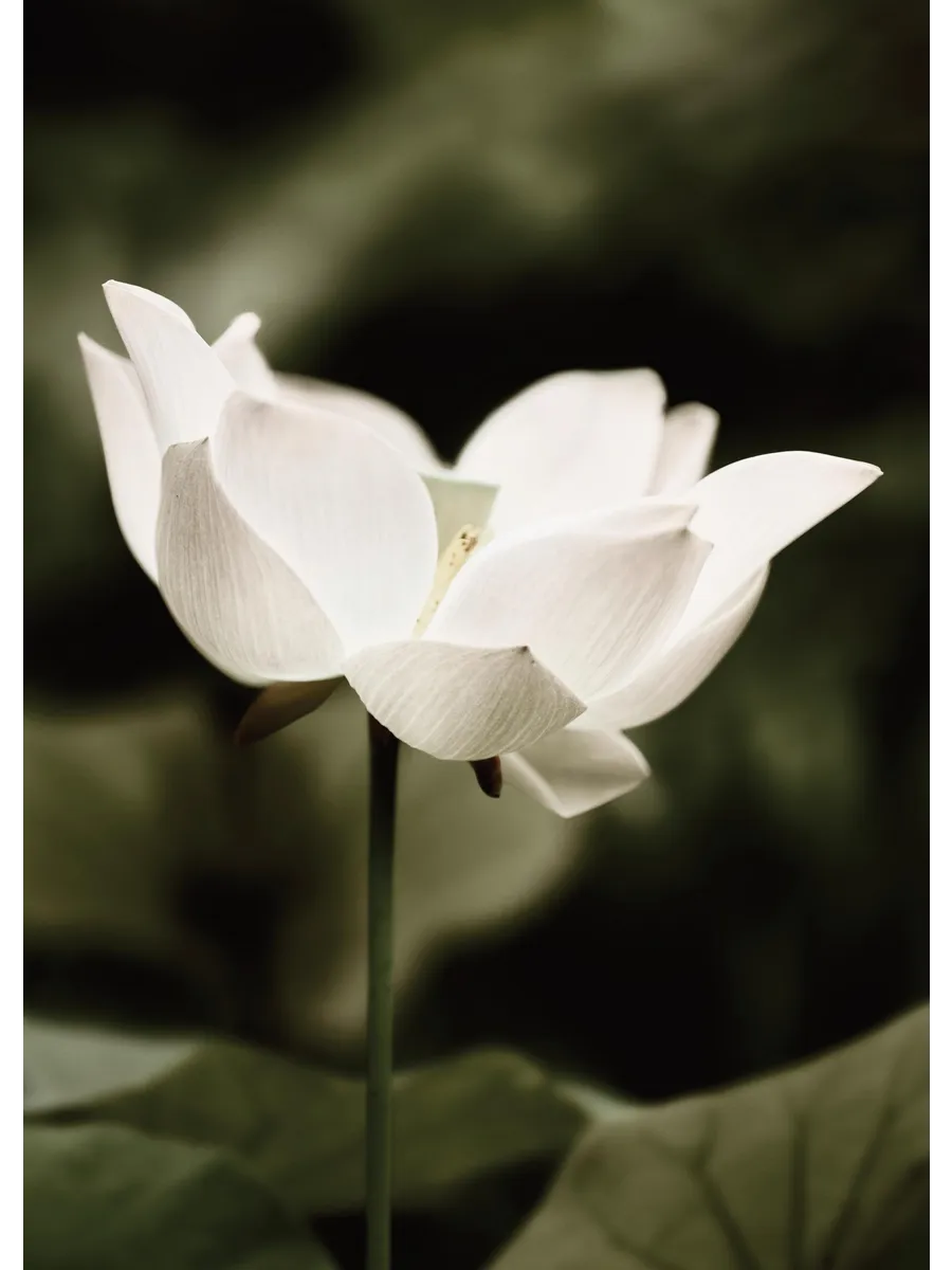 Symbol of Peace