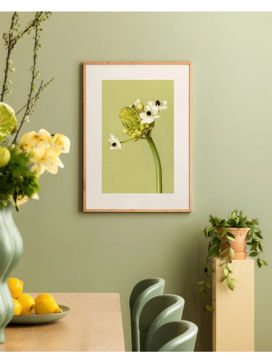 The Garden Star of Bethlehem