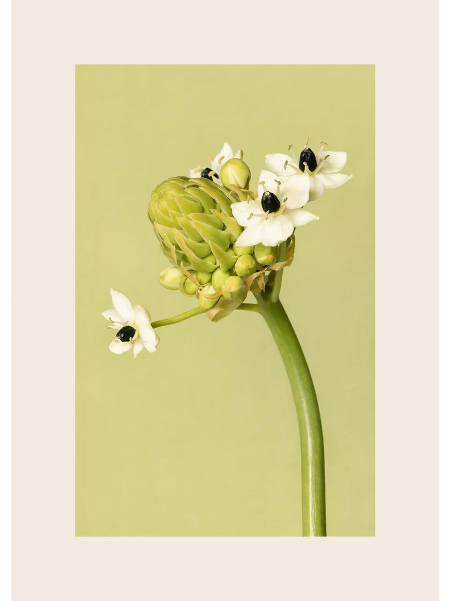 The Garden Star of Bethlehem