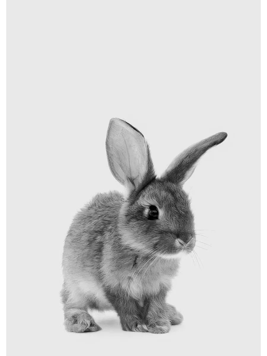 The Little Bunny