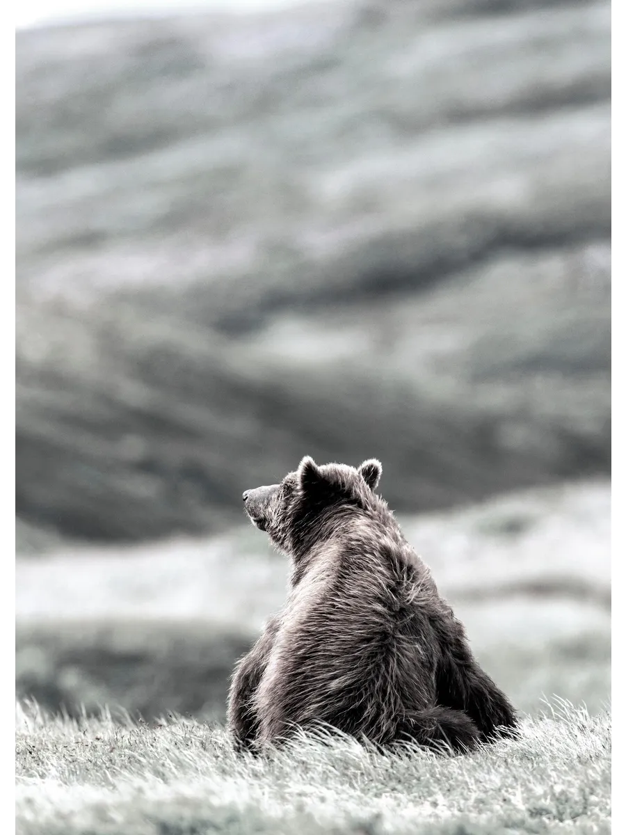 Thinking Bear