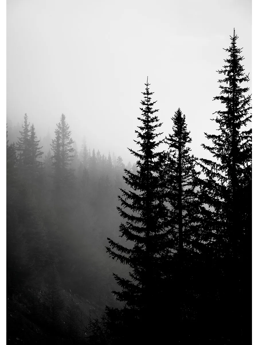 Tree Tops Bw