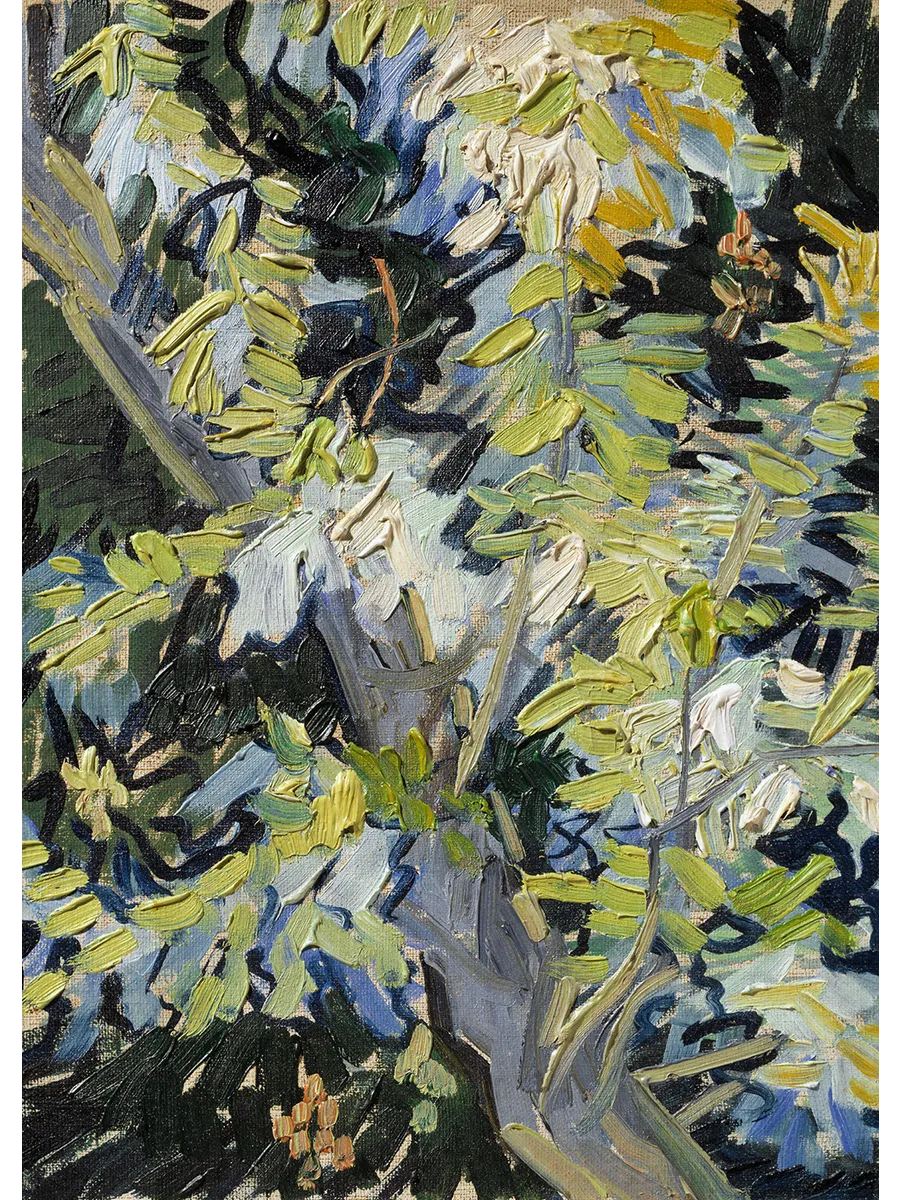 Van Gogh Blossoming Acacia Branches