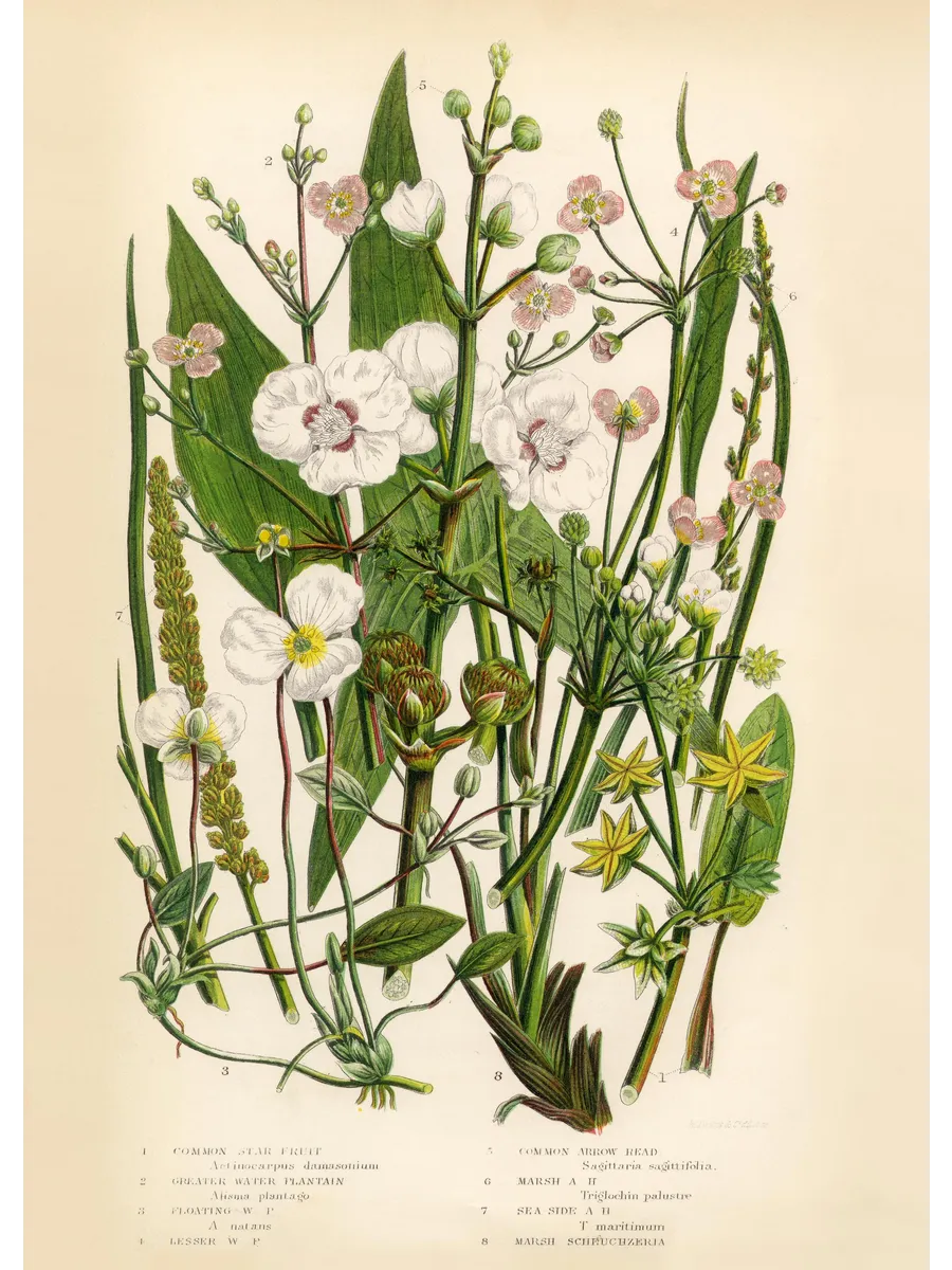 Vintage Flowers One