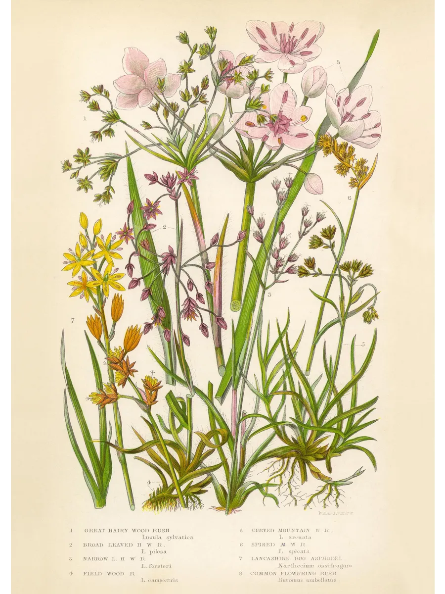 Vintage Flowers Two