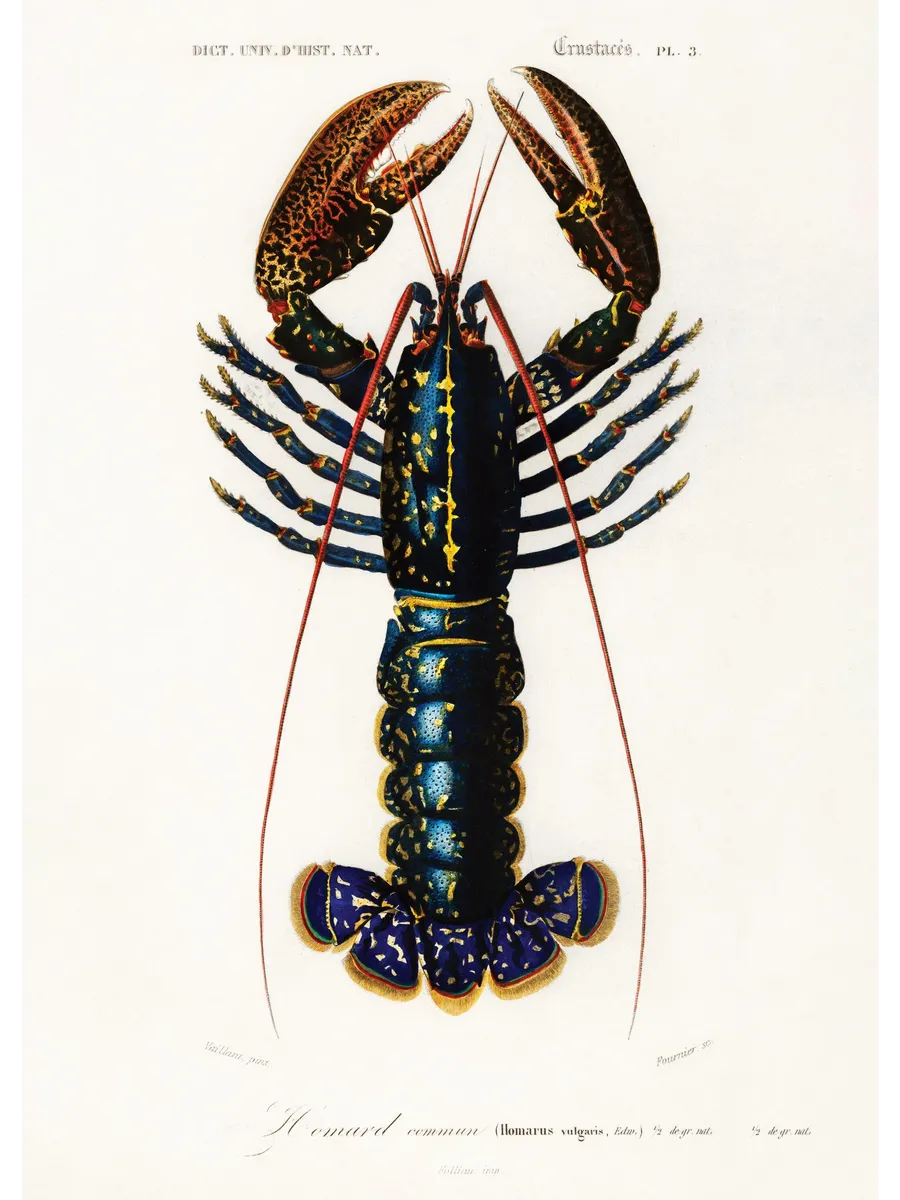Vintage Lobster