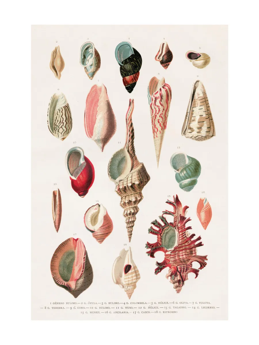 Vintage Seashells No1
