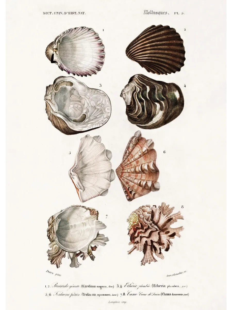 Vintage Shells