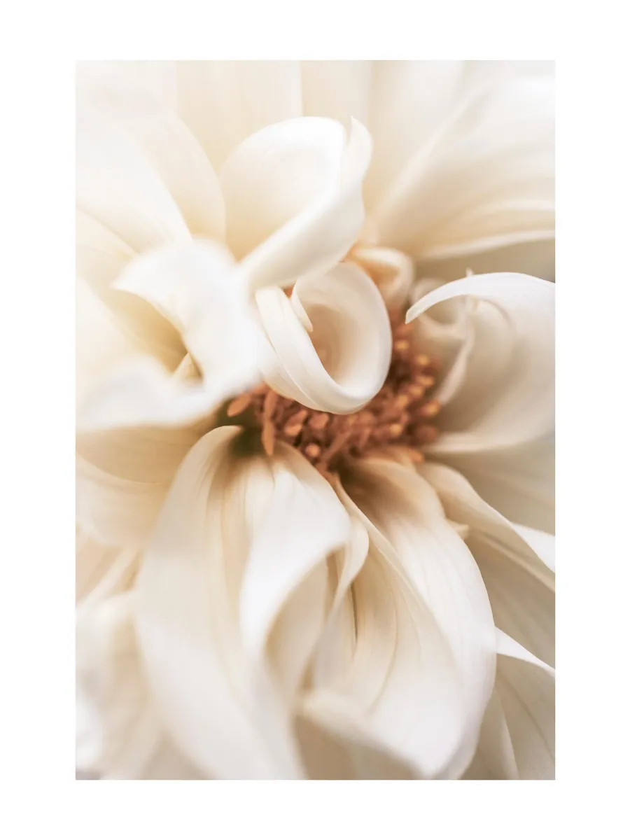 Warm Flower No1