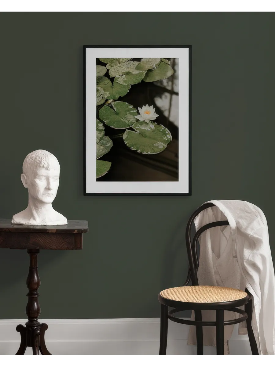 Water Lily