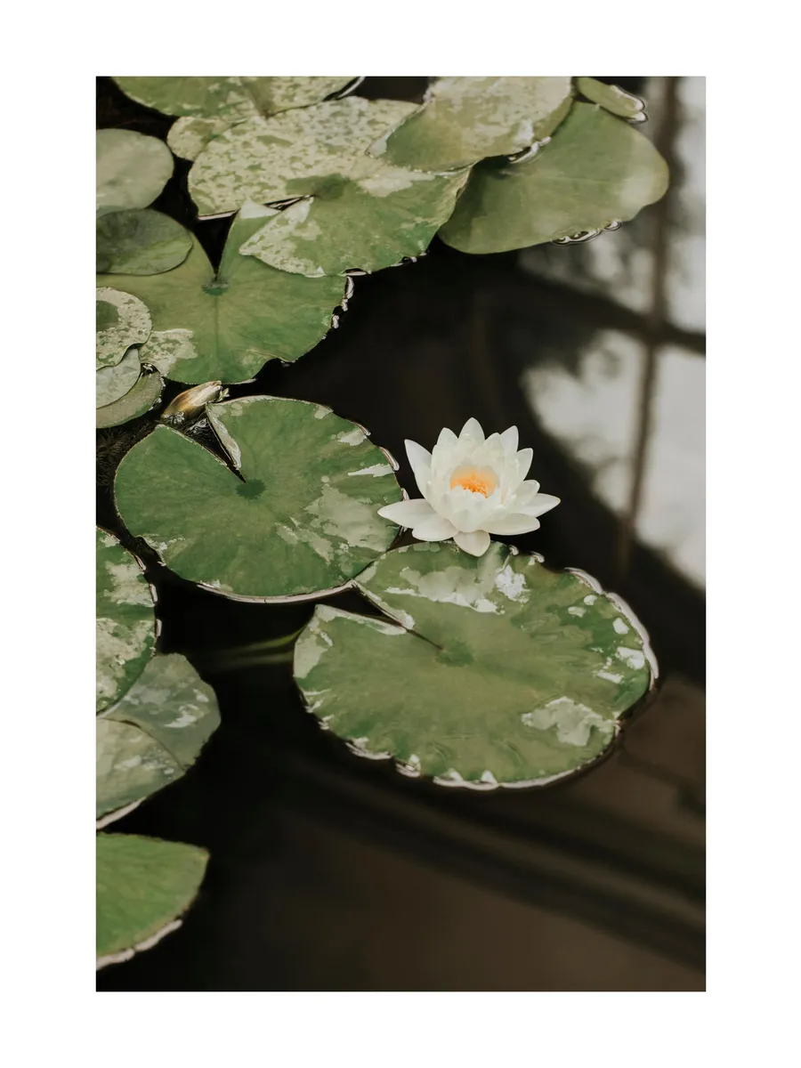 Water Lily