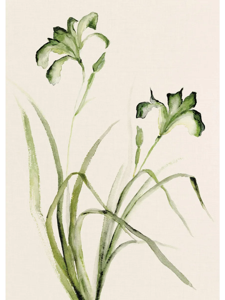 Watercolor Irises