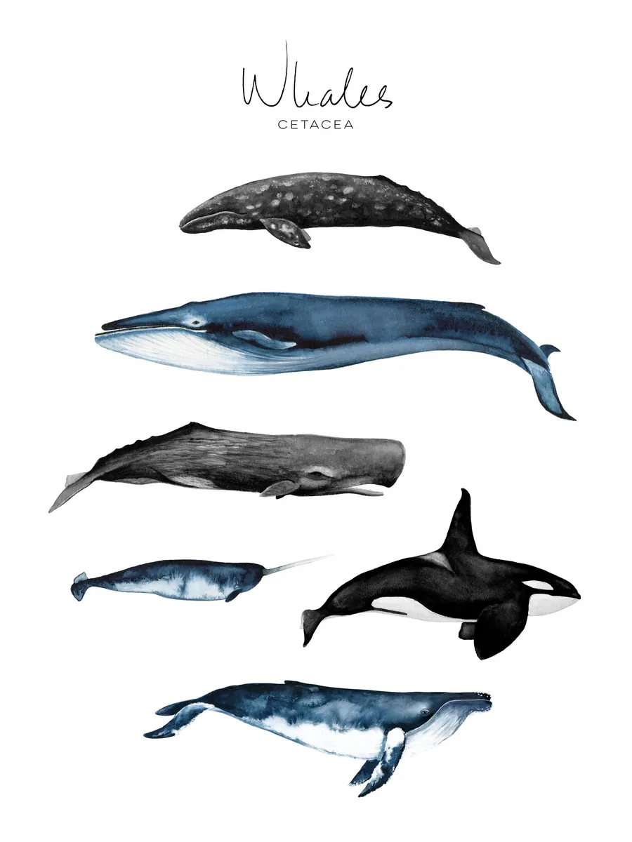 Whales