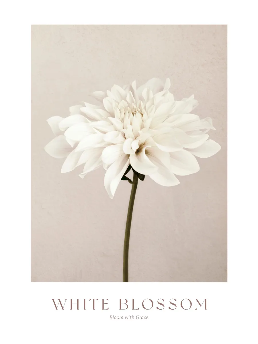 White Blossom No1
