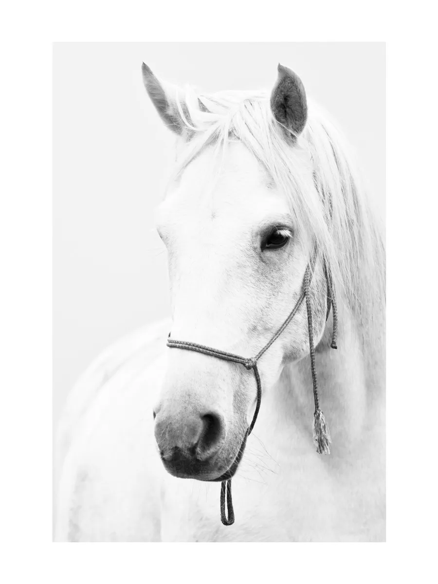 White Horse Portrait