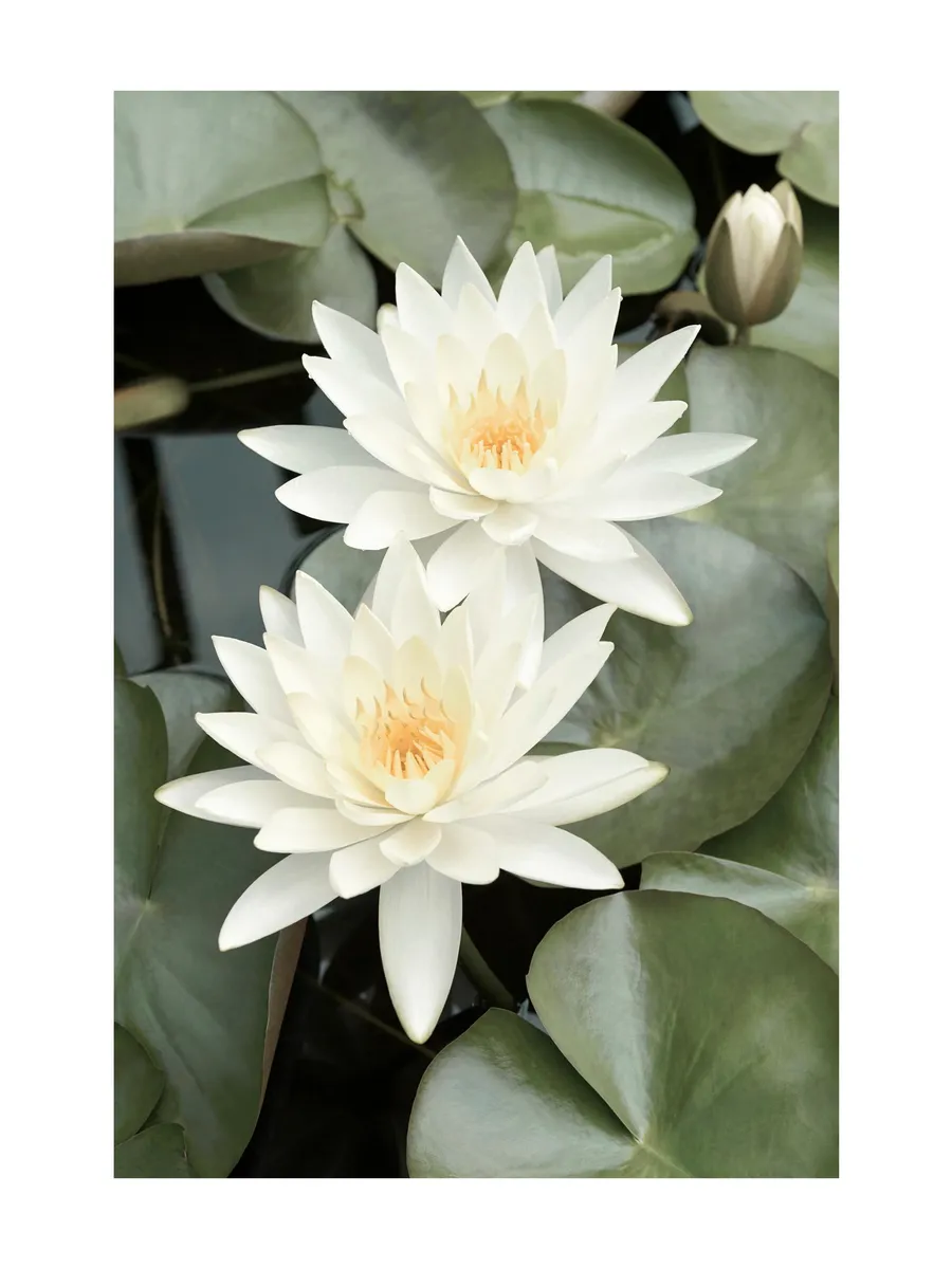 White Lotus Flowers