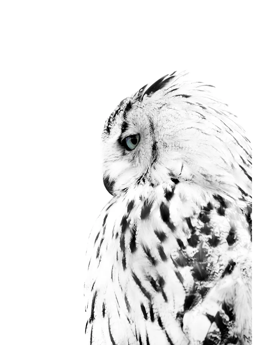White Owl