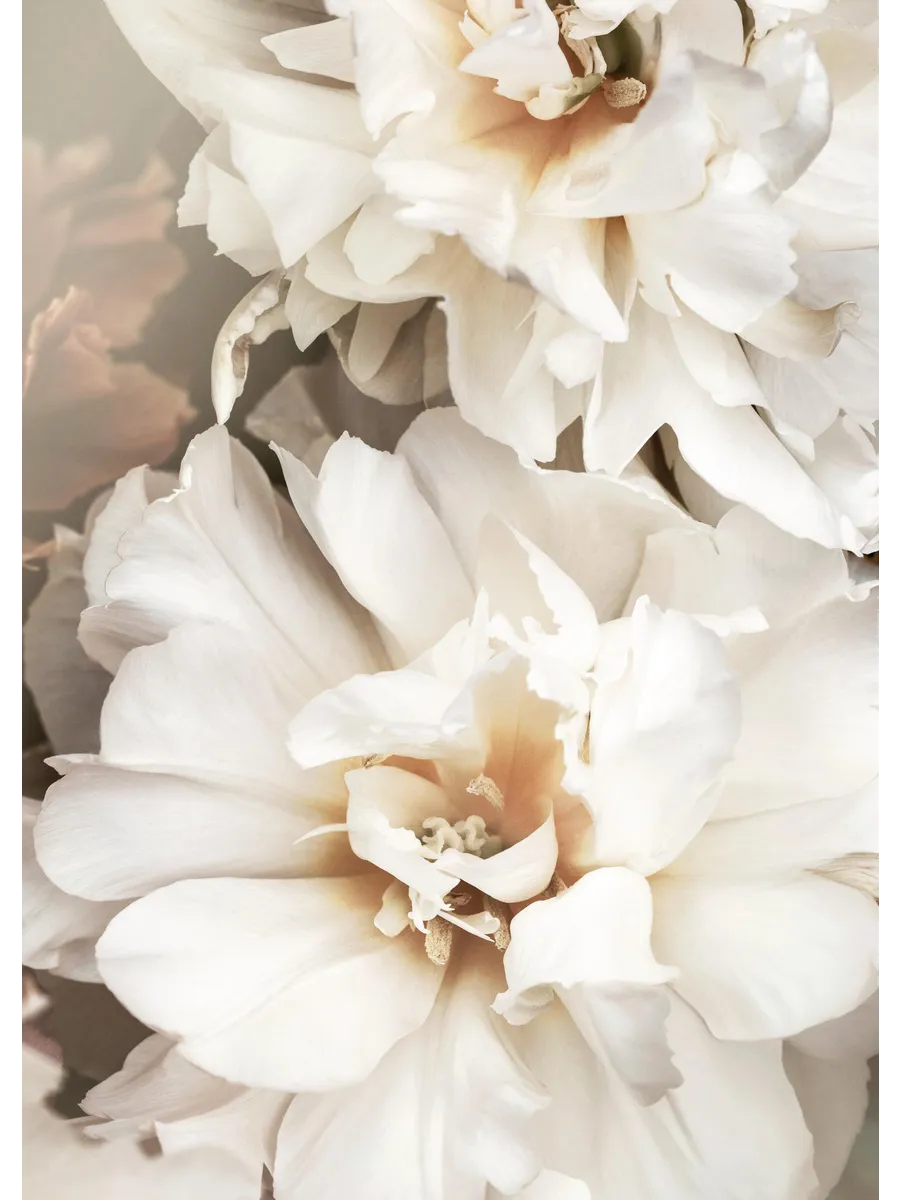 White Petals