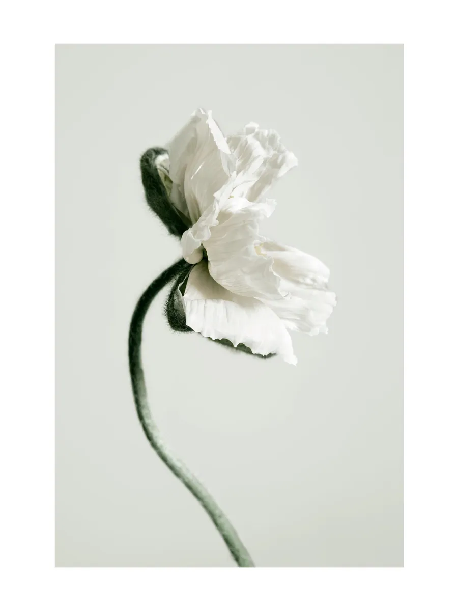 White Poppy Flower 0