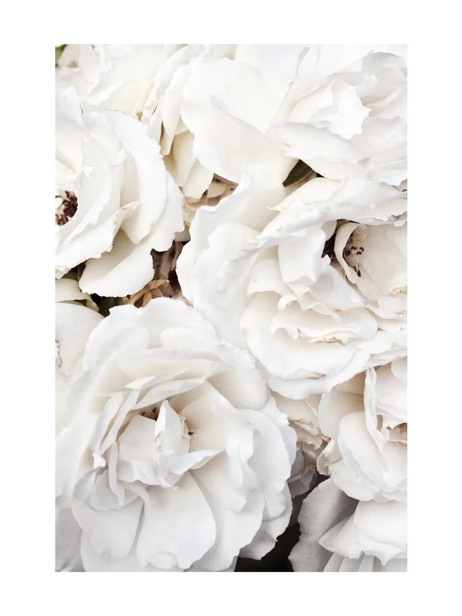 White Roses