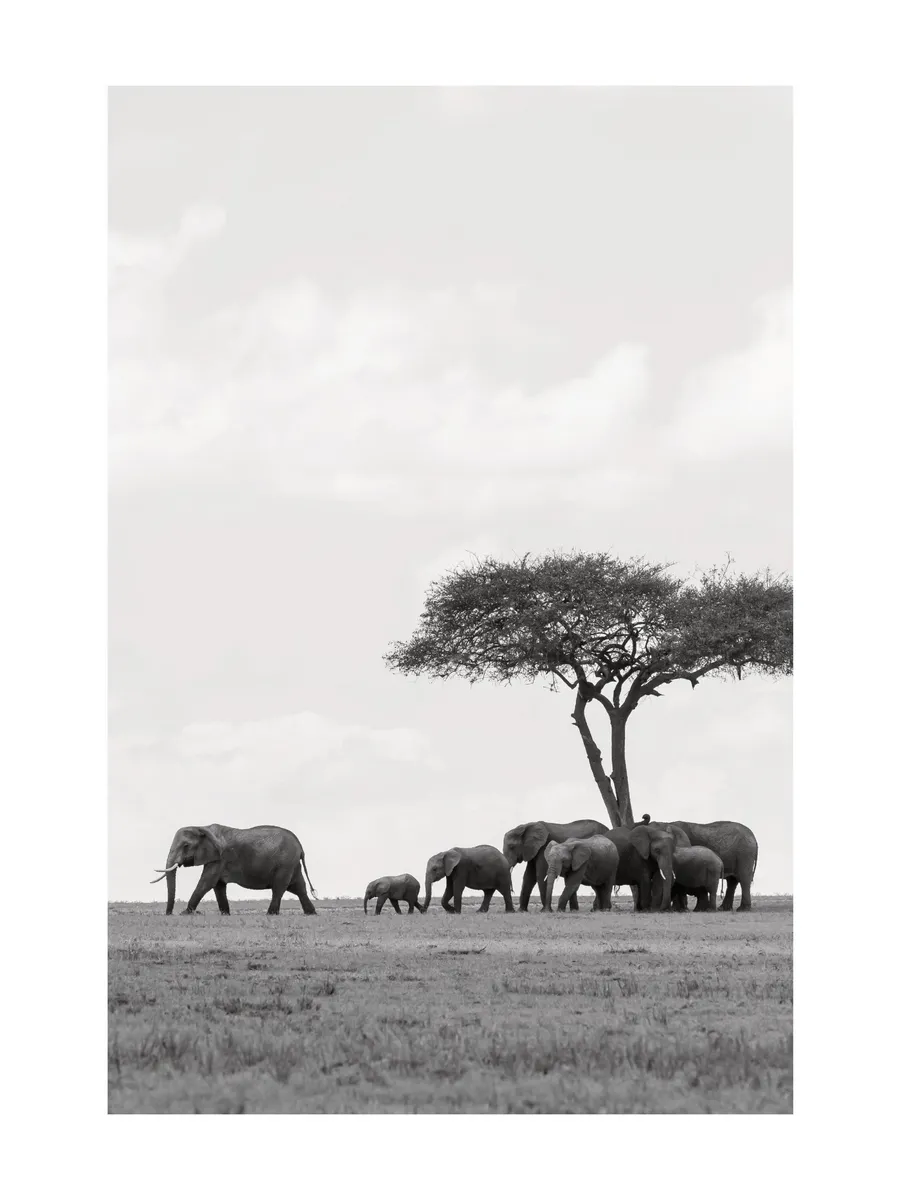 Wild Elephants