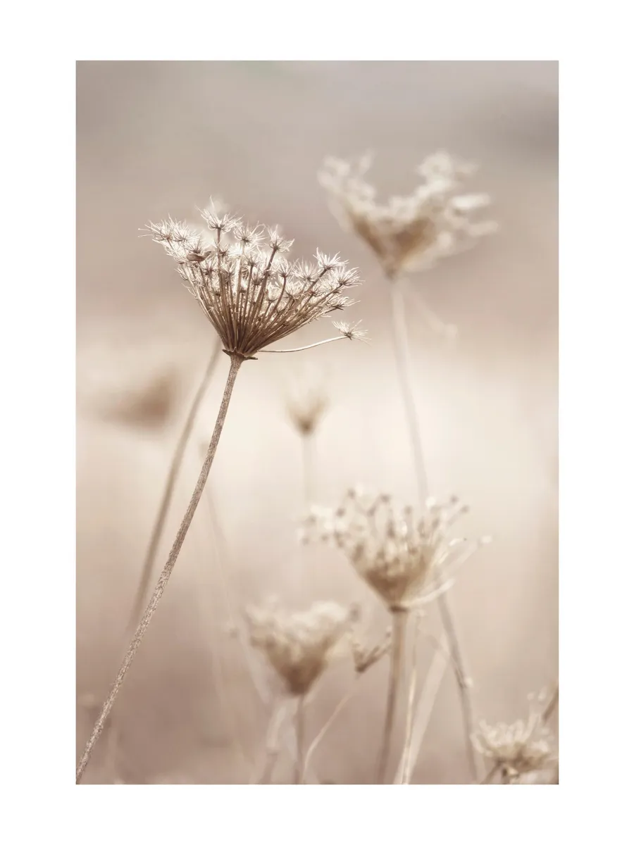 Wildflowers in Beige