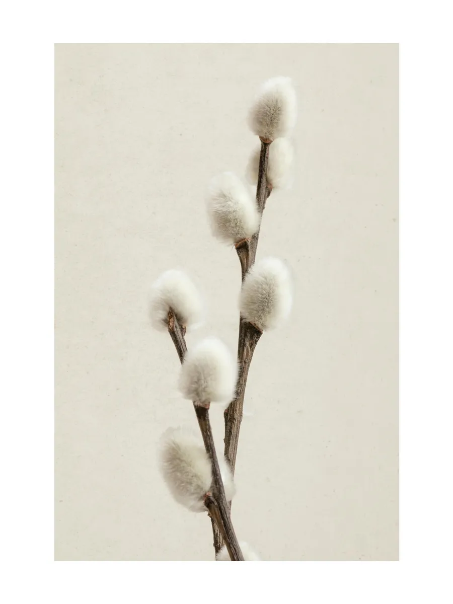 Willow Twig
