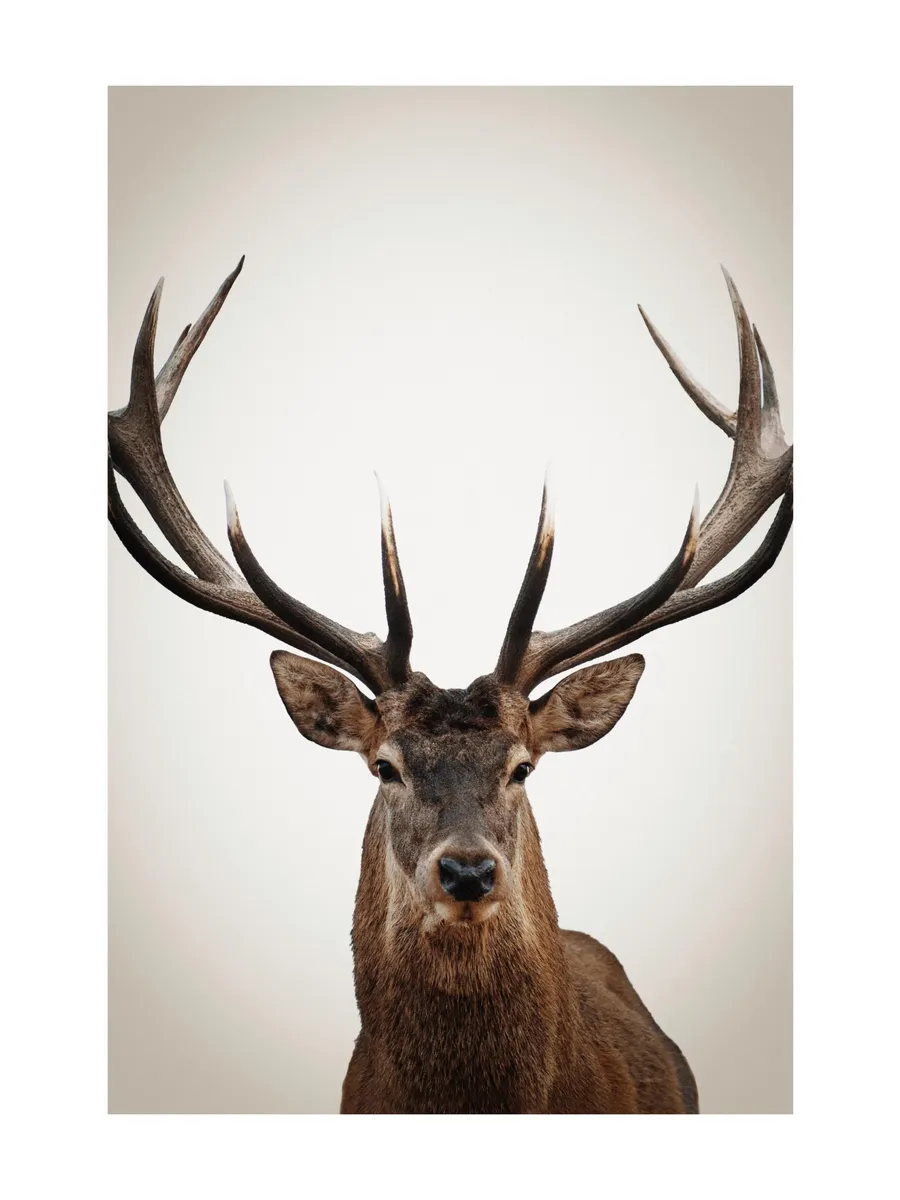Winter Deer