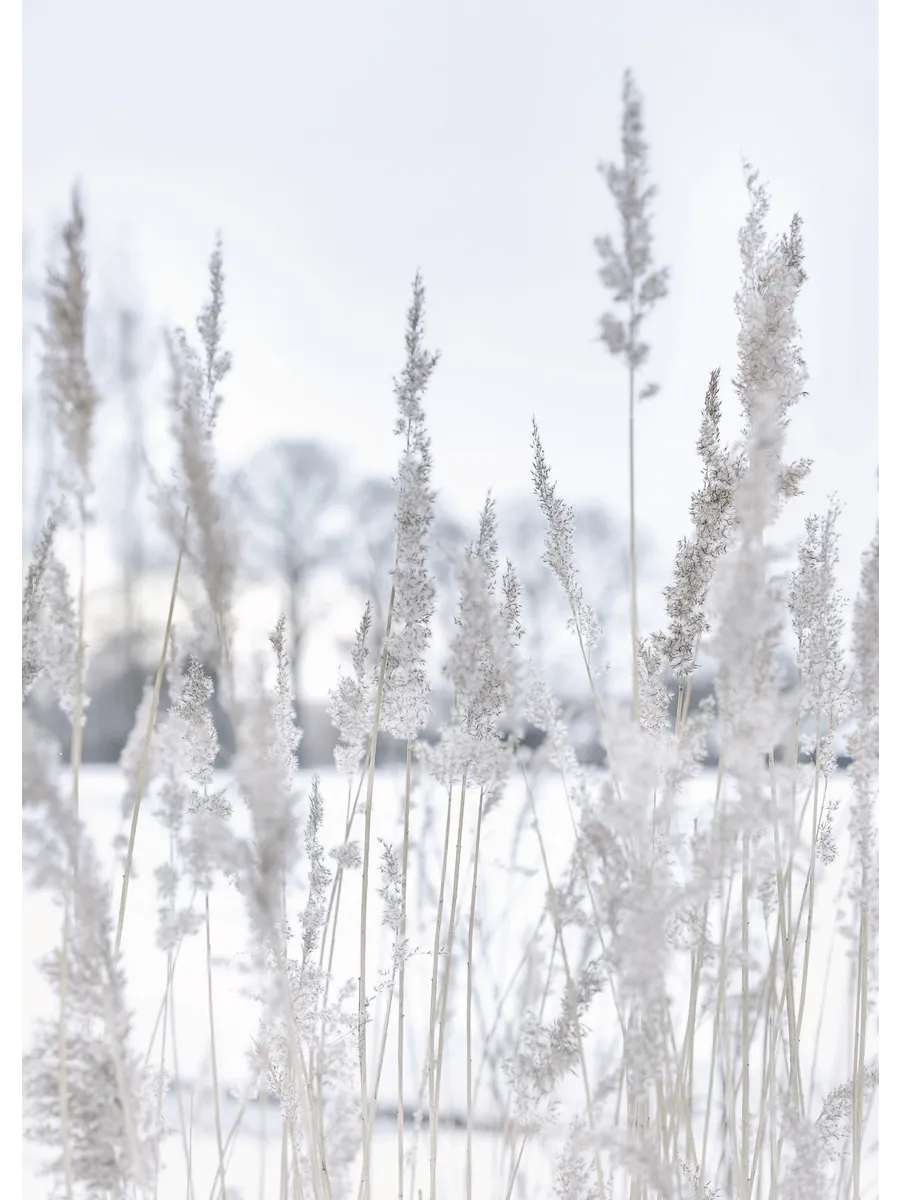 Winter Reed