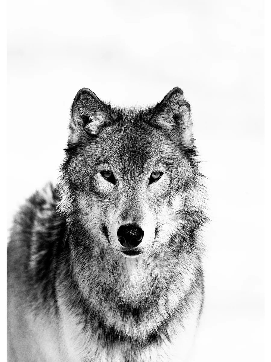 Wolf Bw