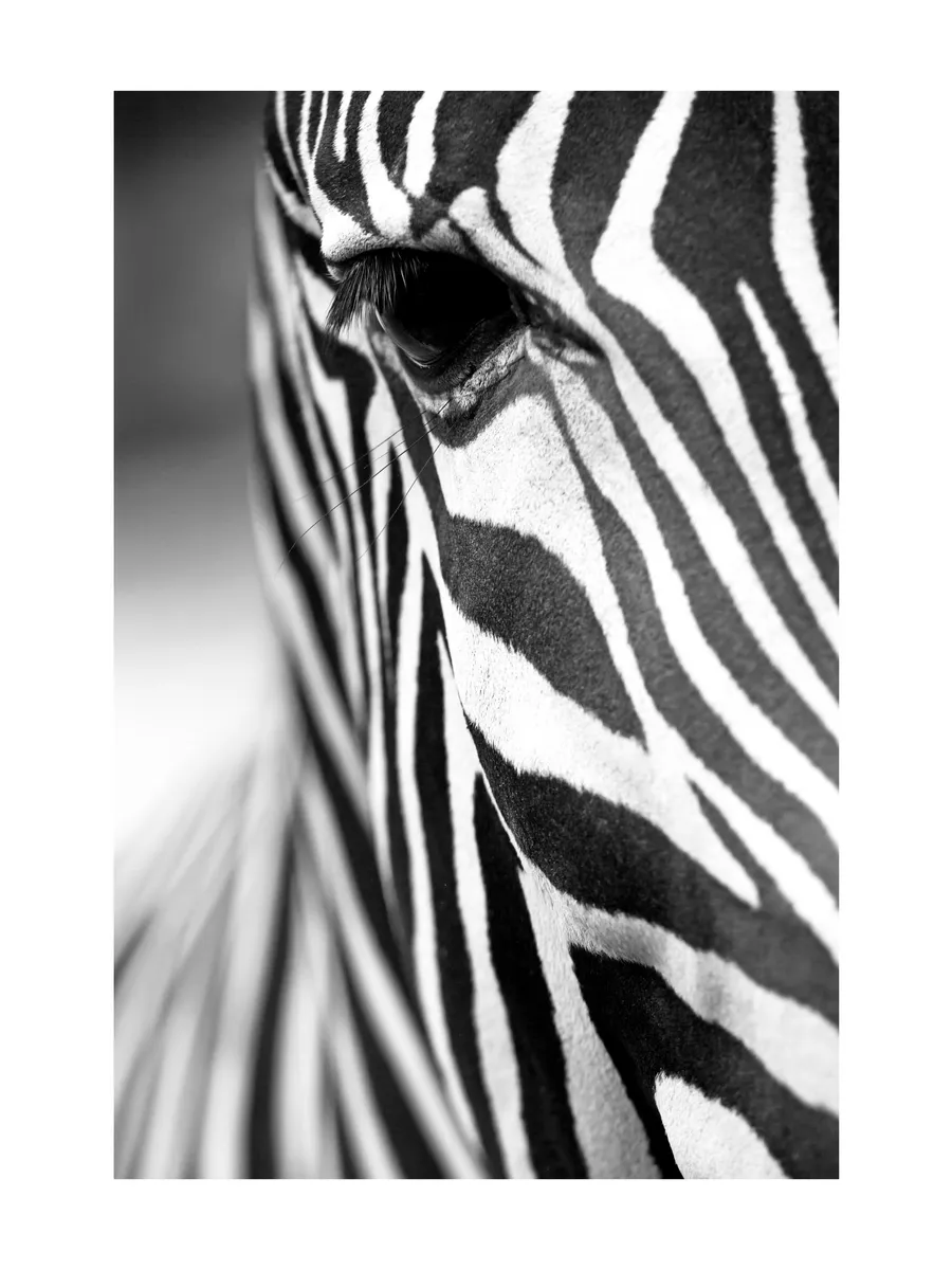 Zebra Close Up