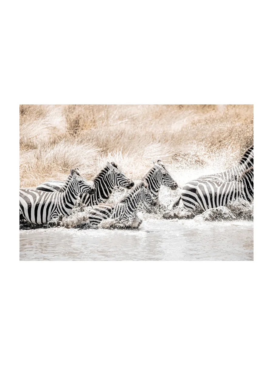 Zebras in Movement