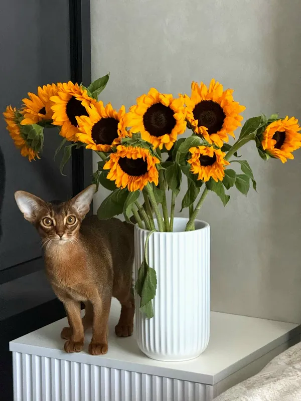 Котёнок питомника Orenaby