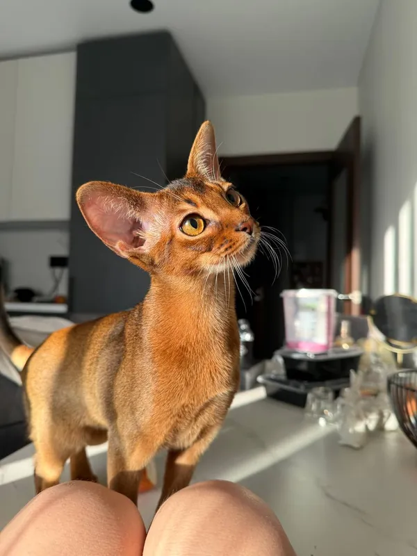 Котёнок питомника Orenaby