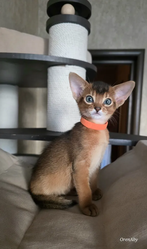 Котёнок питомника Orenaby