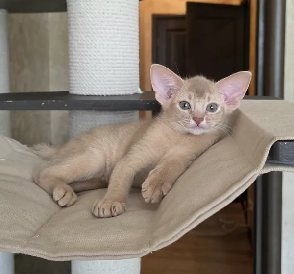 Котёнок питомника Orenaby