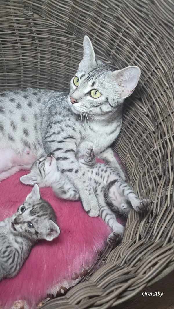 Котёнок питомника Orenaby