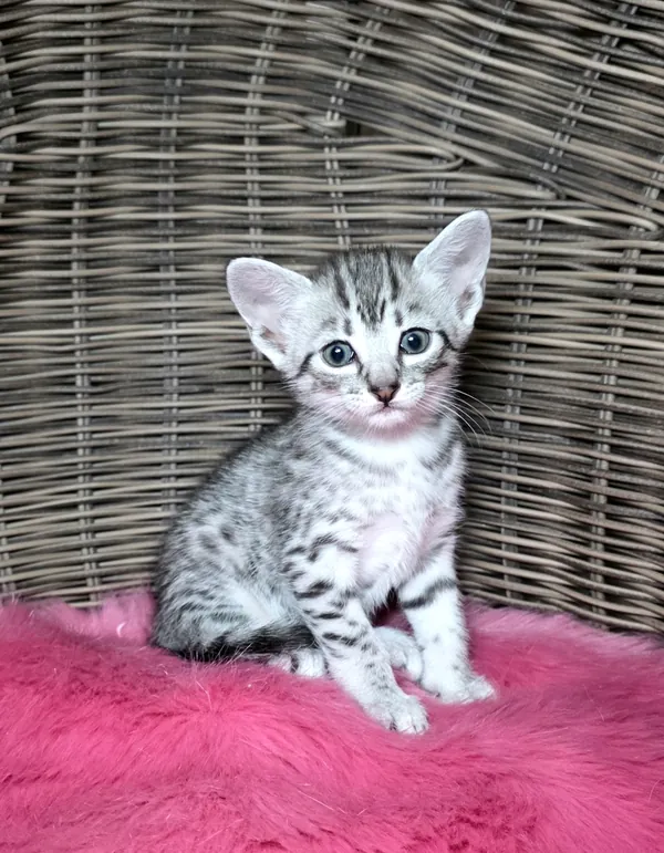 Котёнок питомника Orenaby
