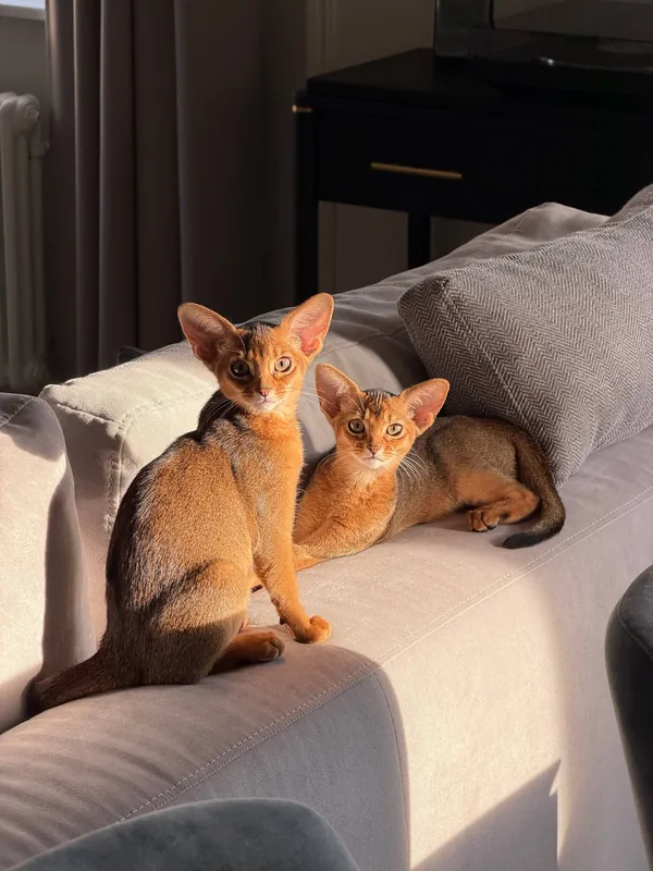 Котёнок питомника Orenaby