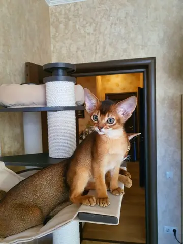Наши котята